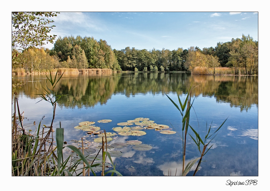 Teich bei Haidemühl...