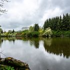 Teich bei Hermsdorf am Wilisch