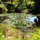 Teich bei Kerikeri