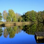 Teich bei Nechern (Krs. Bautzen)