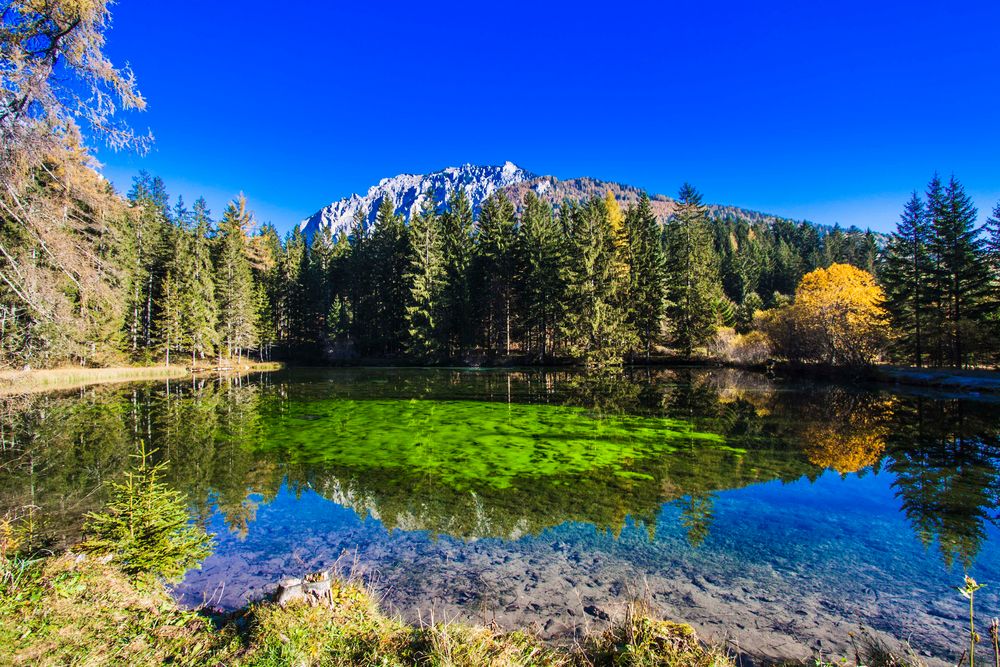 Teich beim grünen See.