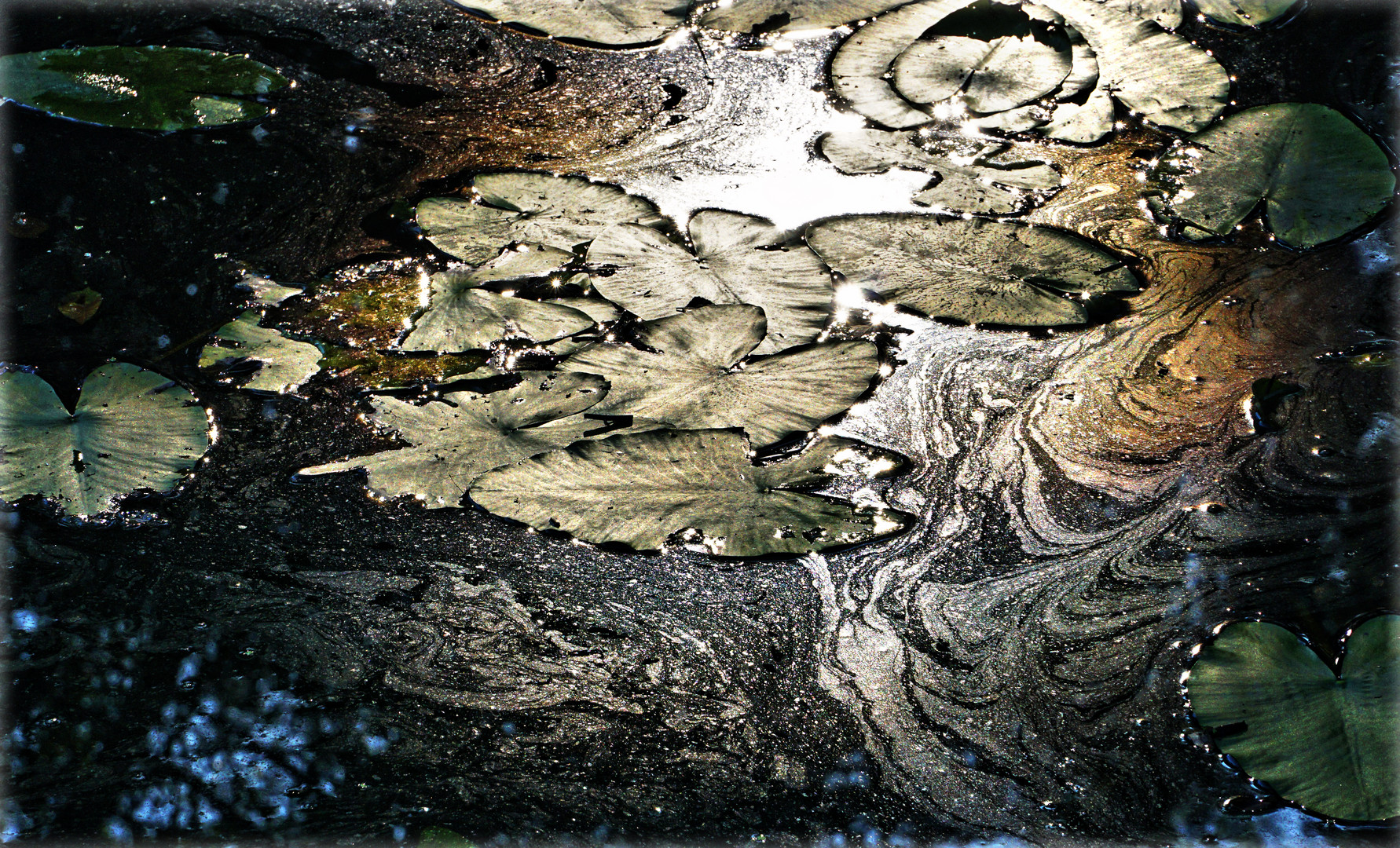 TeichBlätter Foto & Bild landschaft, bach, fluss & see