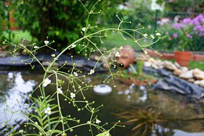 Teich Blume Foto & Bild pflanzen, pilze & flechten, blüten
