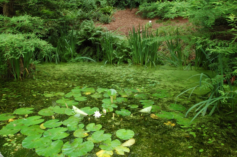 Teich Botanischer Garten