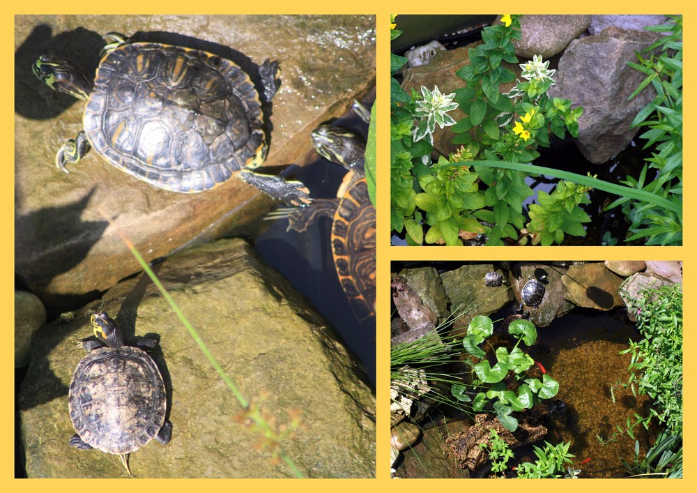 teich collage