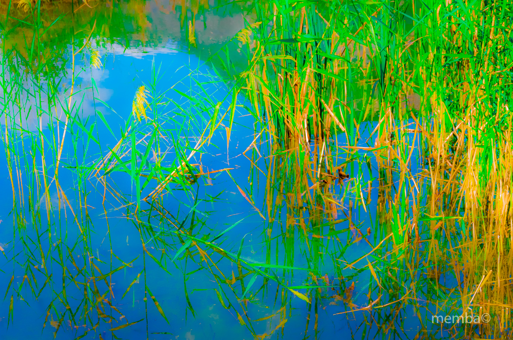 --- Teich-Color 1 ---