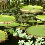 Teich der Lotosblüten