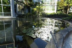 Teich des Frosches und der Seerosen