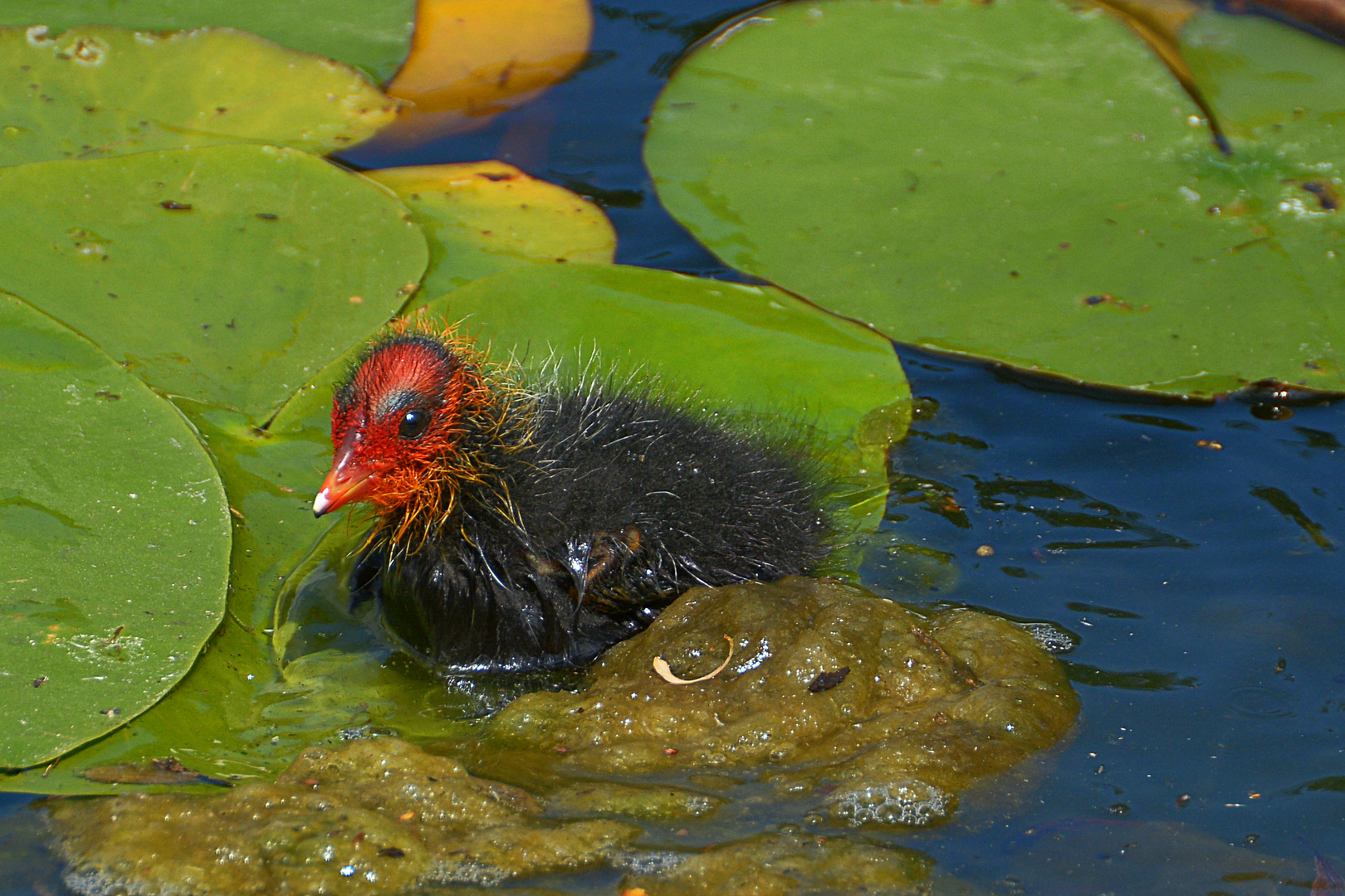 Teich Ferienpark 11