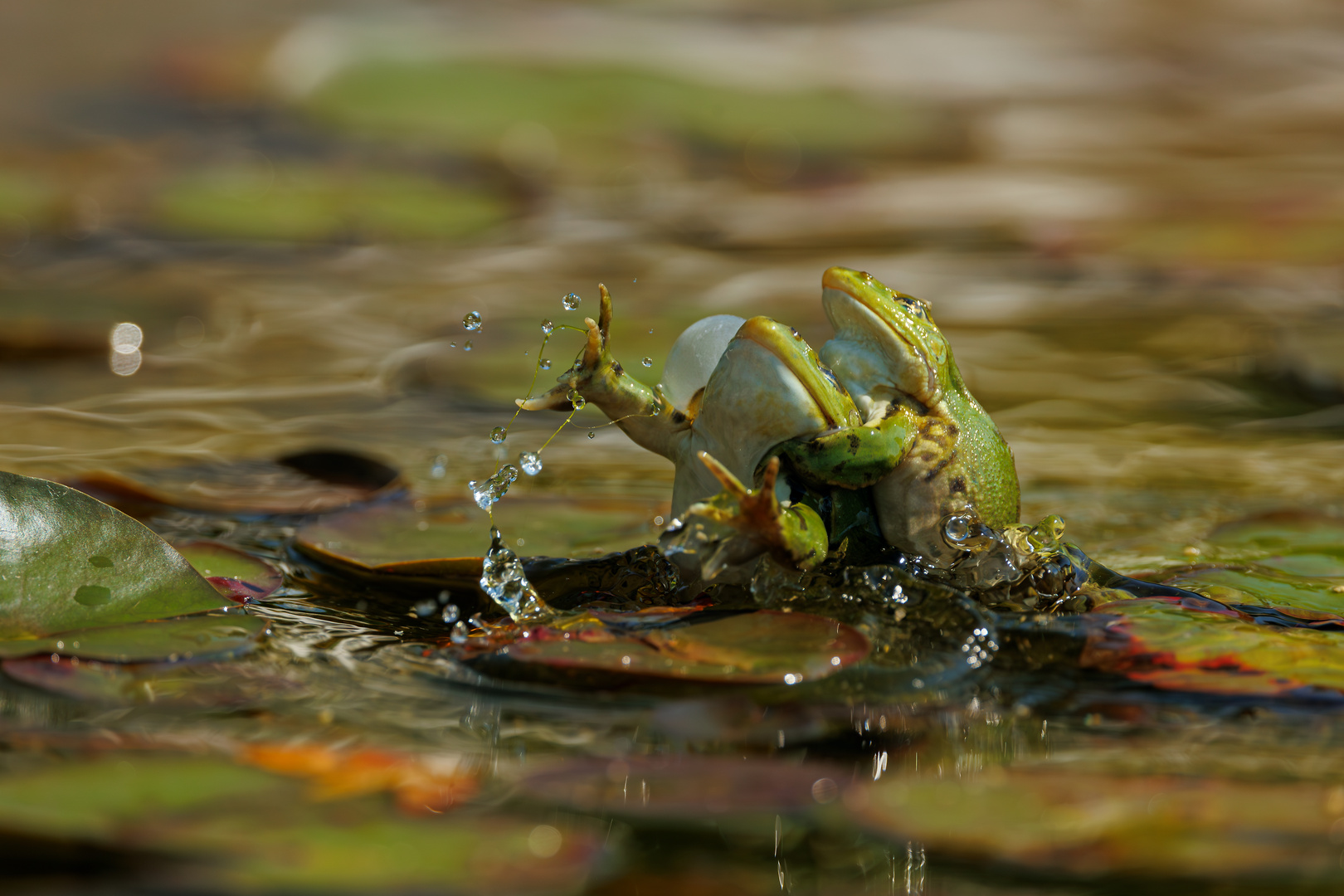 Teich frei für die 1. Runde