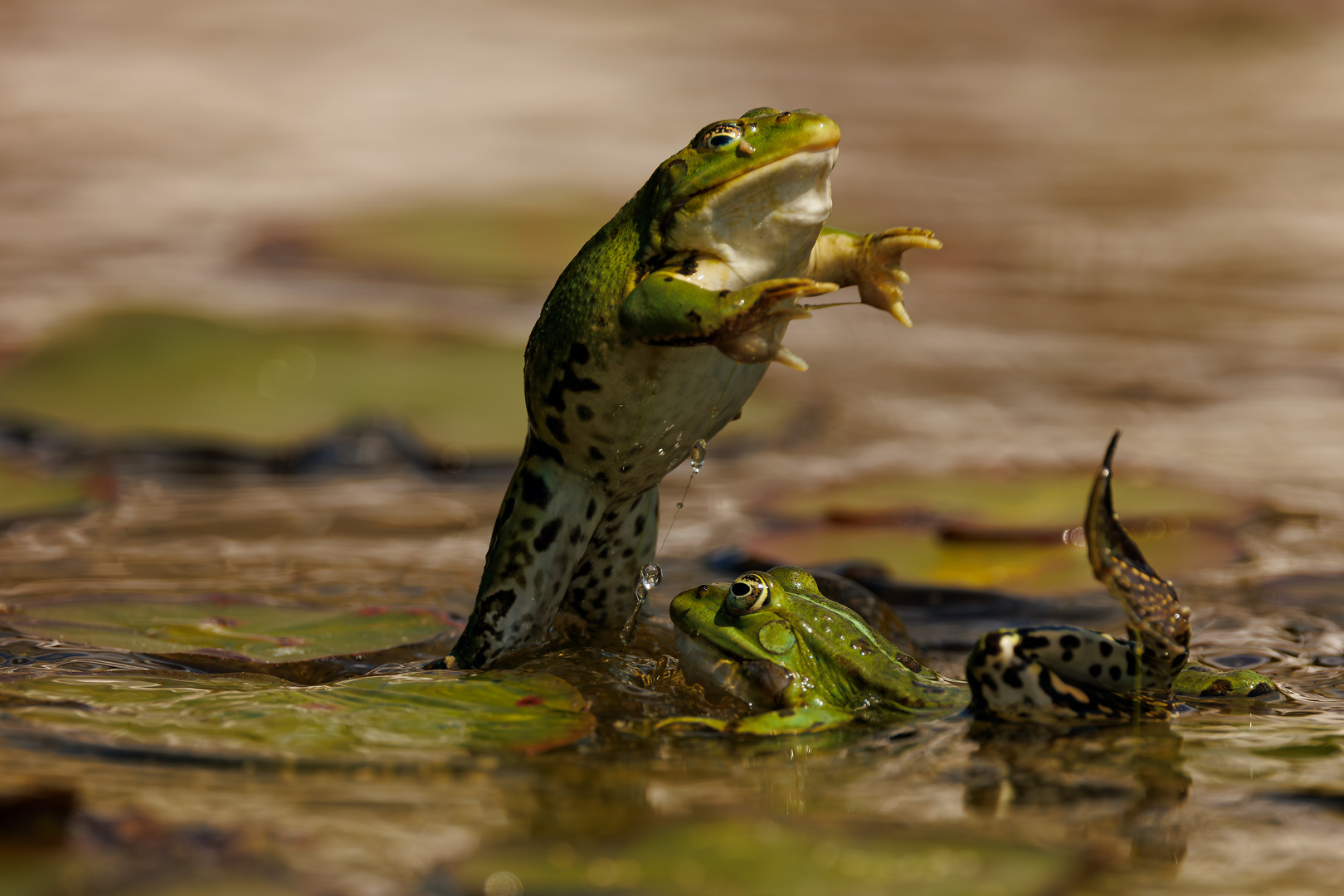 Teich frei für die 2. Runde Foto & Bild tiere, wildlife, amphibien