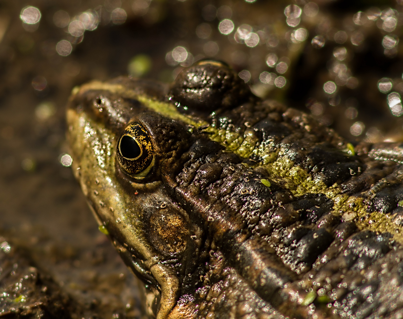 Teich Frosch