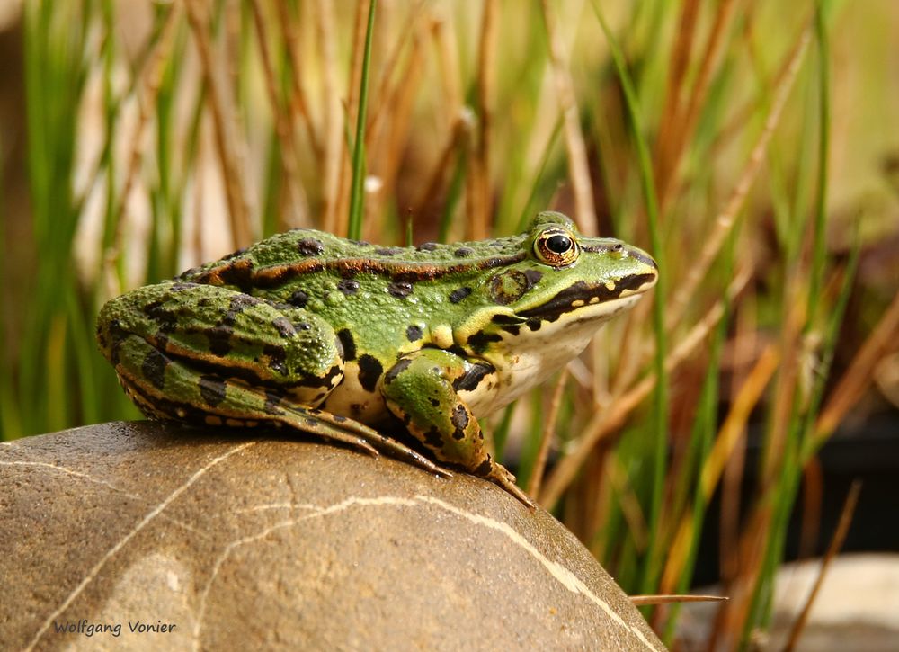 TeichFrosch Foto & Bild fotos, makro, natur Bilder auf