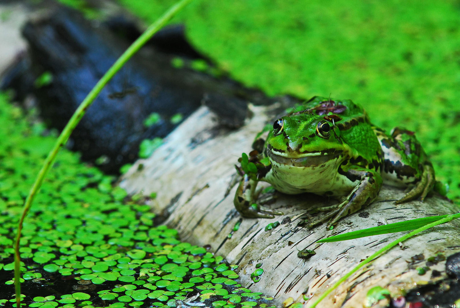 Teich Frosch