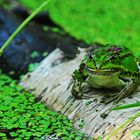 Teich Frosch