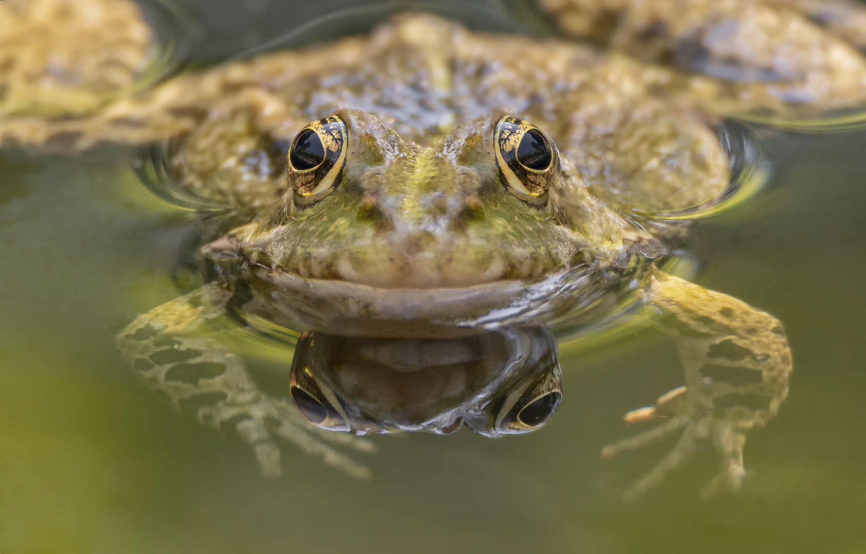   Teich - Frosch  