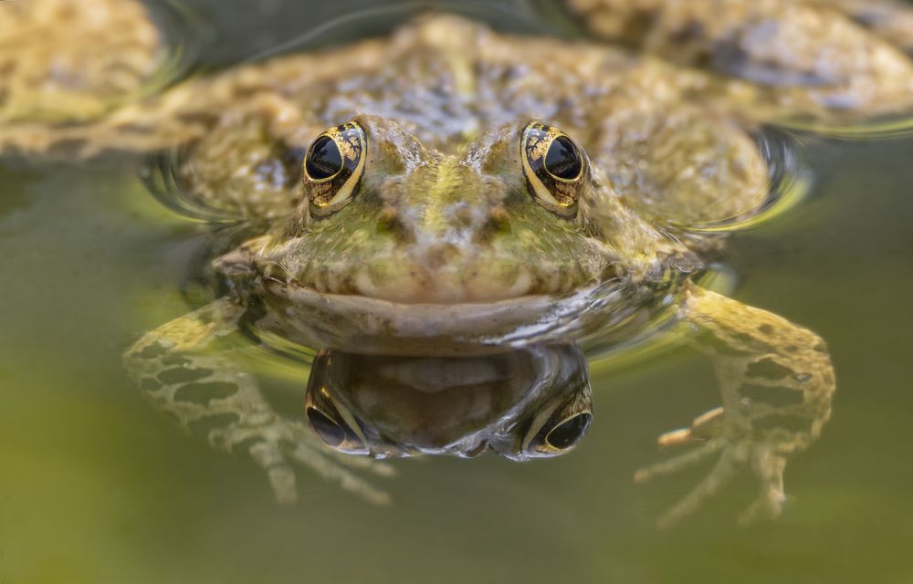 Teich Frosch Foto & Bild tiere, fotos, wasser Bilder auf