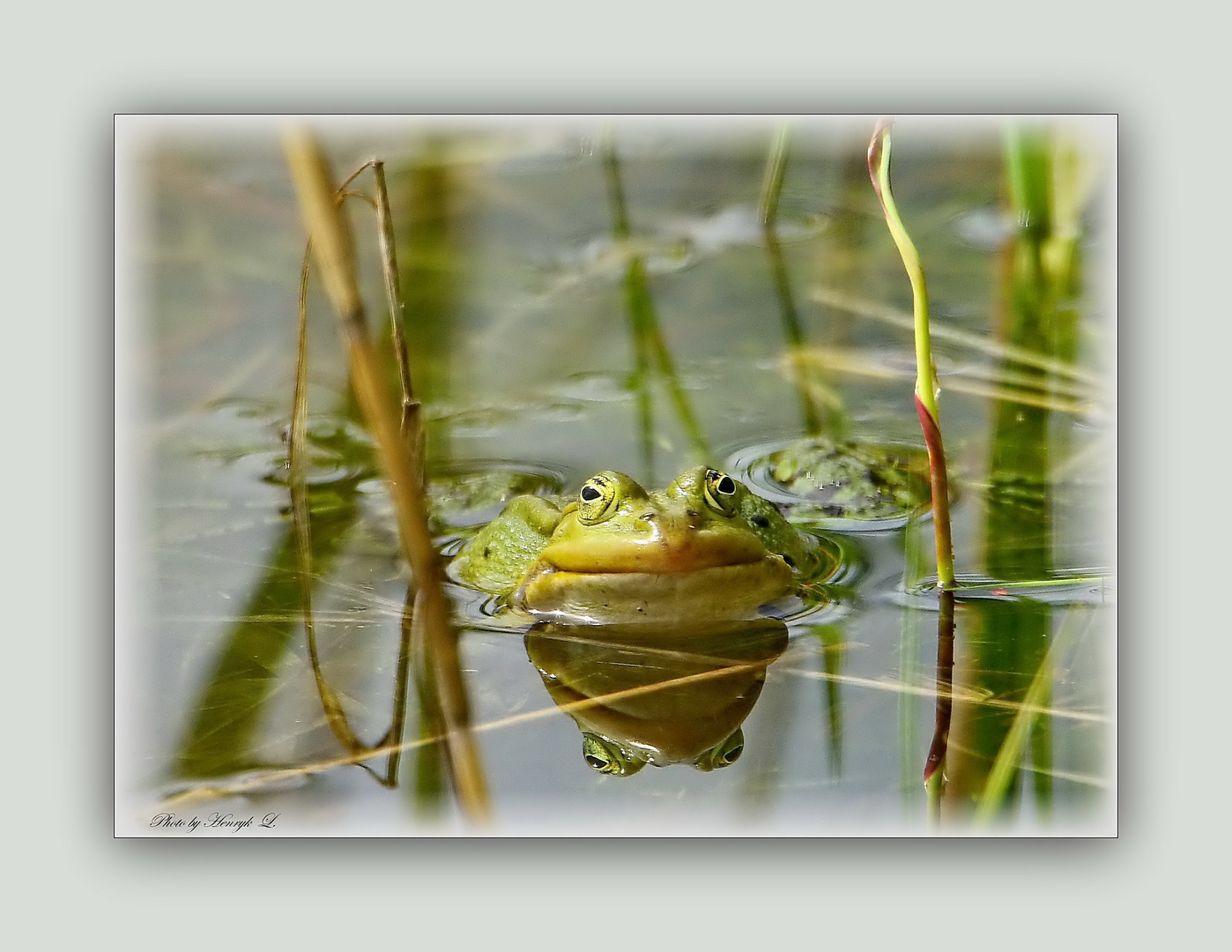  Teich Frosch im Spiegel