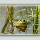  Teich Frosch im Spiegel