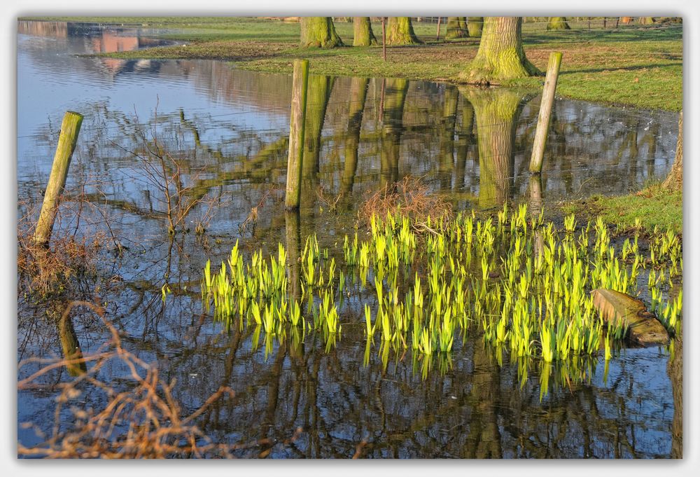 TeichFrühling Foto & Bild landschaft, bach, fluss & see, see, teich