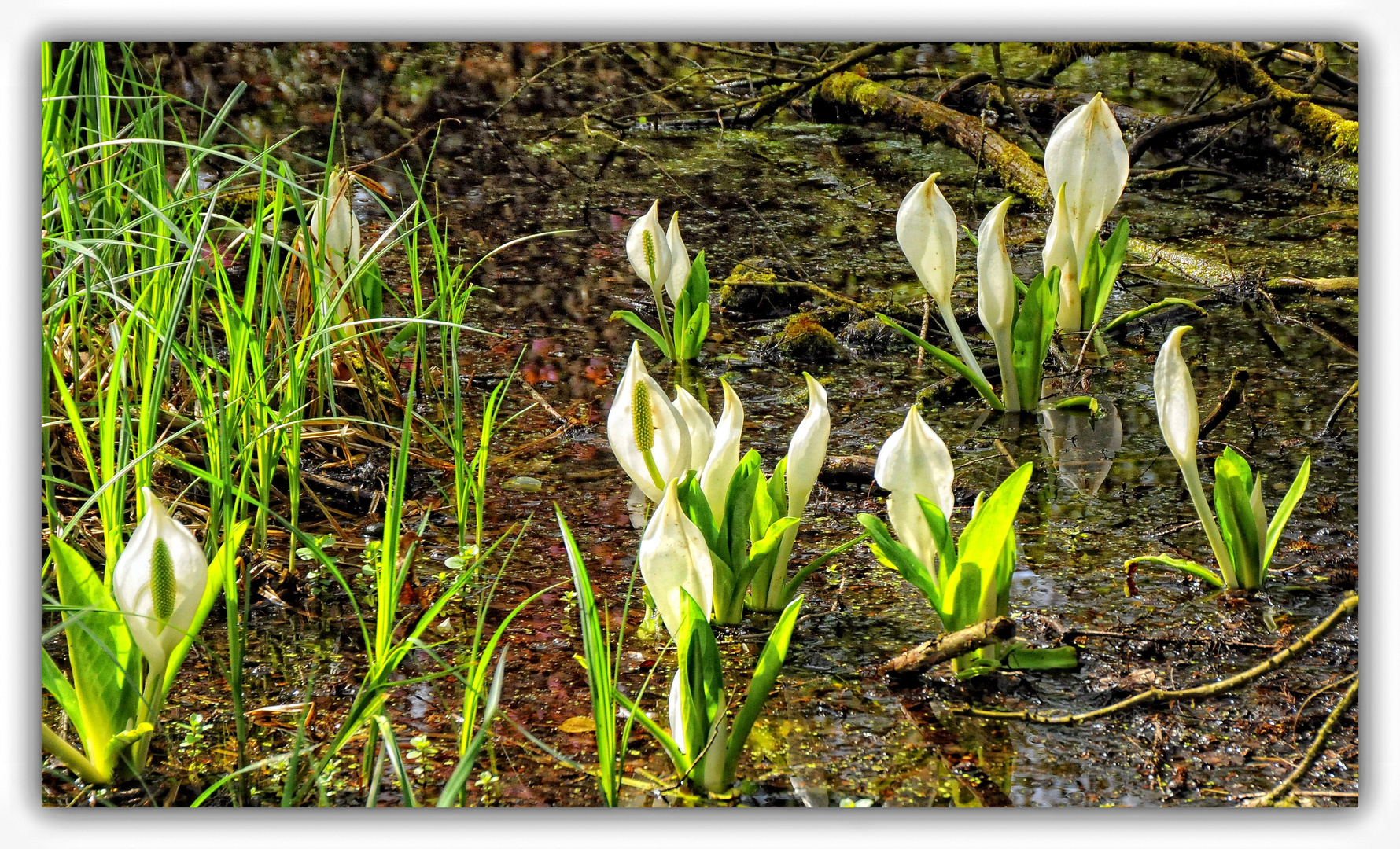 Teich-Frühling II