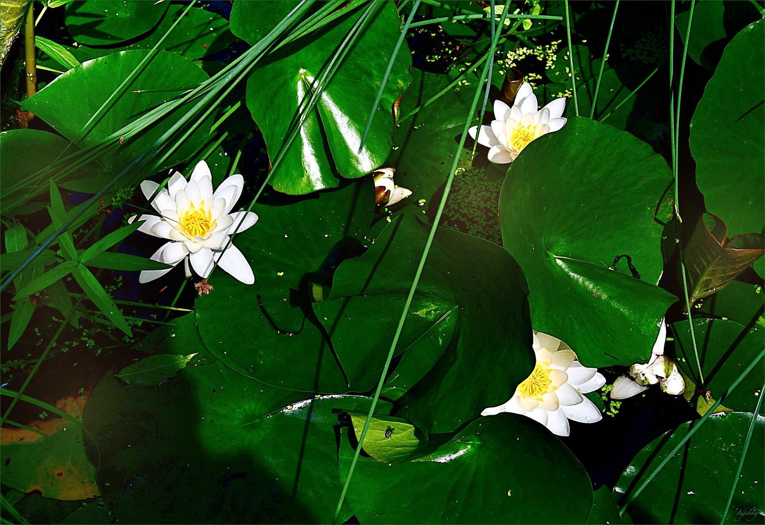 „  Teich-Garten  "