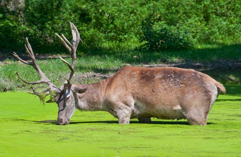 Teich-Hirsch