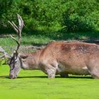 Teich-Hirsch