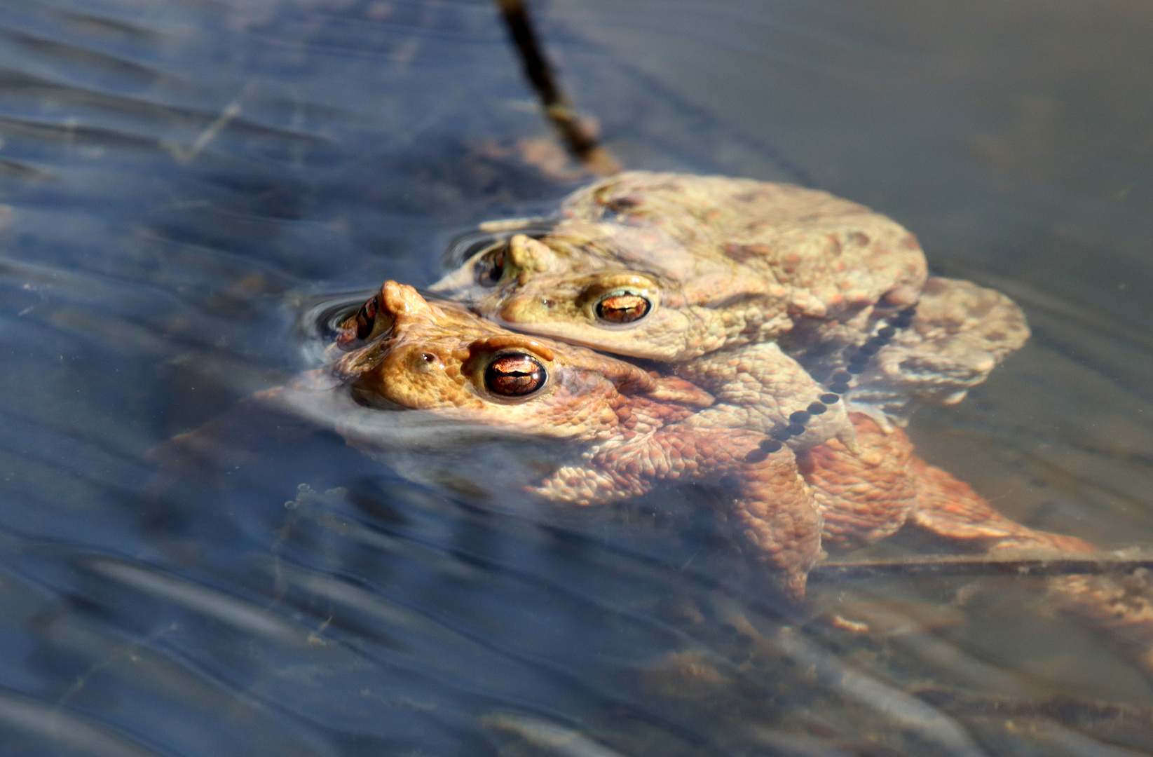 Teich-Hopping