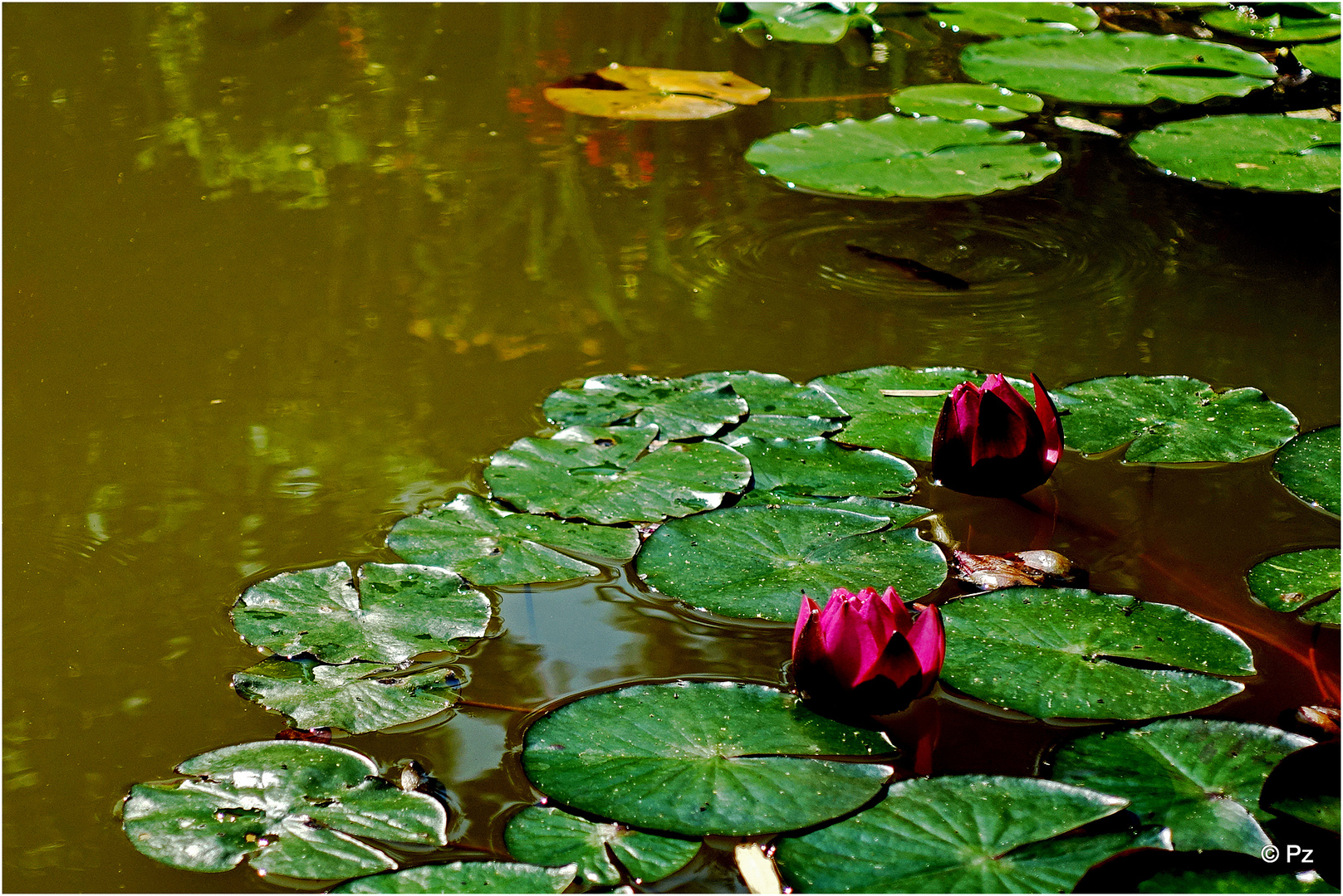 Teich-Idylle - gesehen in Flörsheim-Dalsheim ... 