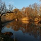 Teich im Abendlicht