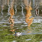 Teich im Ahnepark Vellmar