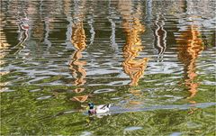 Teich im Ahnepark Vellmar