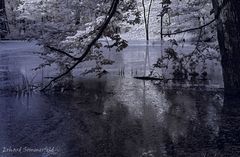 Teich im Auenwald