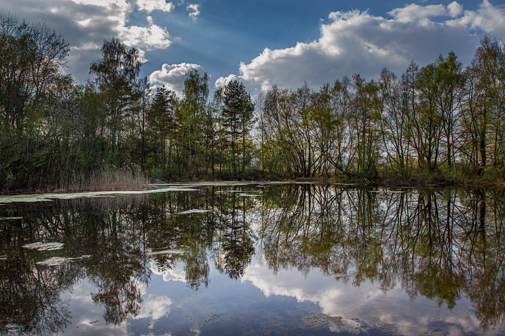 Teich im Bienwald