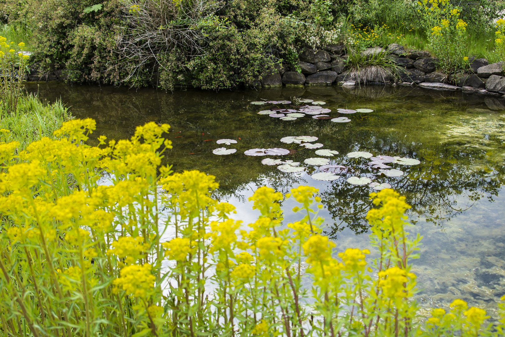 Teich im Botanischen Garten von Mainz Foto & Bild landschaft, teich