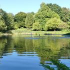 Teich im Botanischen Garten von Solingen ...