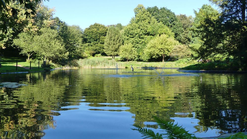 Teich im Botanischen Garten von Solingen ...