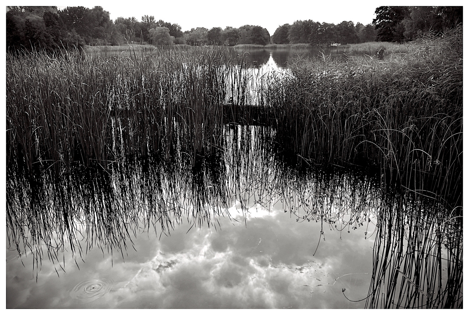 Teich im Britzer Garten