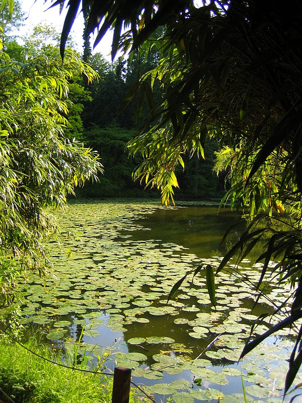 Teich im Frühjahr