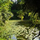 Teich im Frühjahr