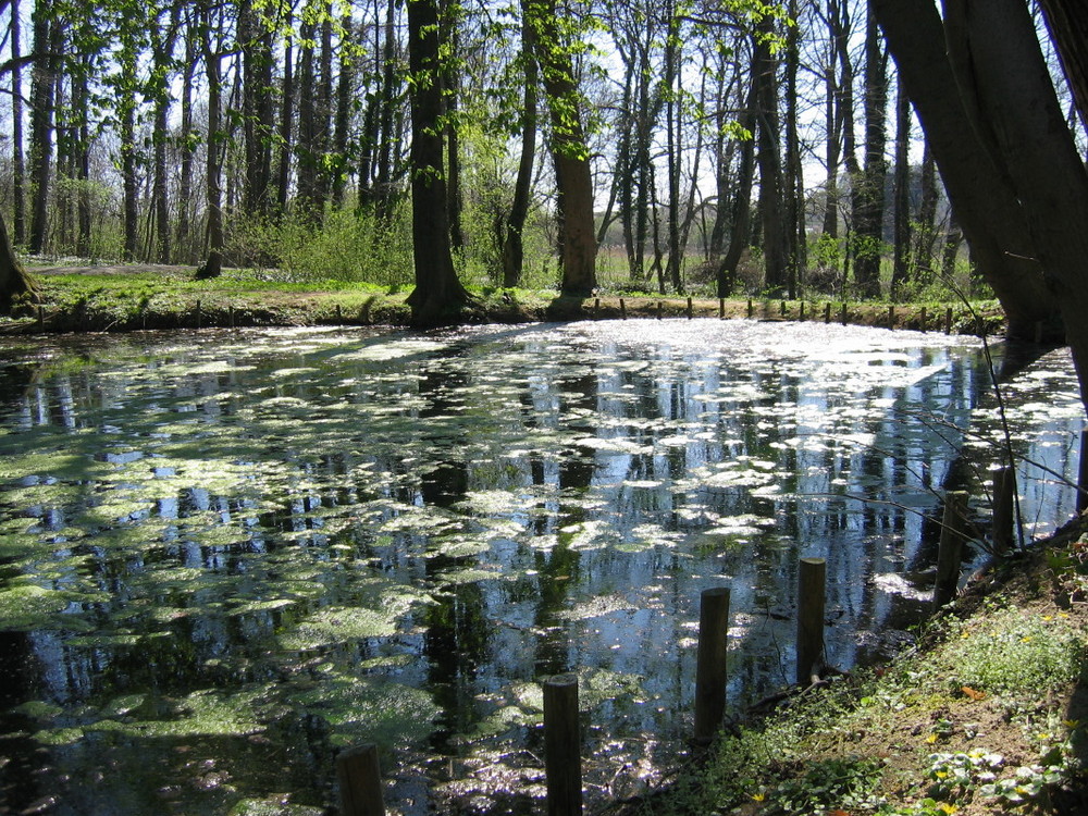 Teich im Frühling