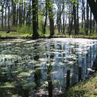 Teich im Frühling