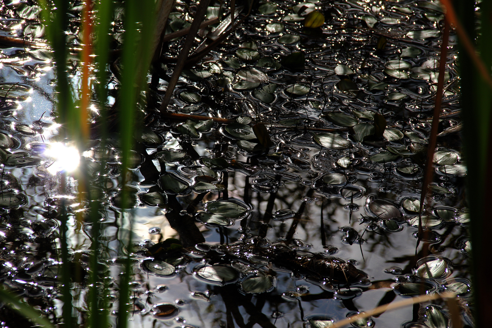 Teich im Gegenlicht