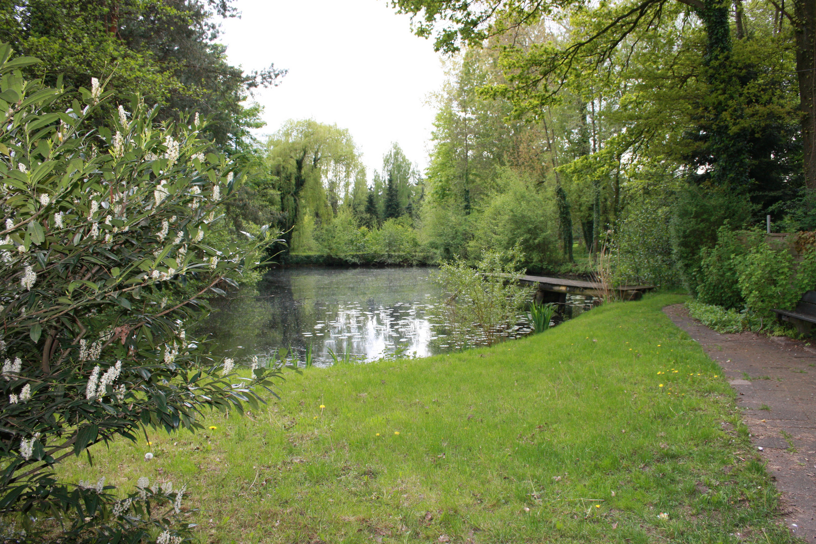 Teich im grünen