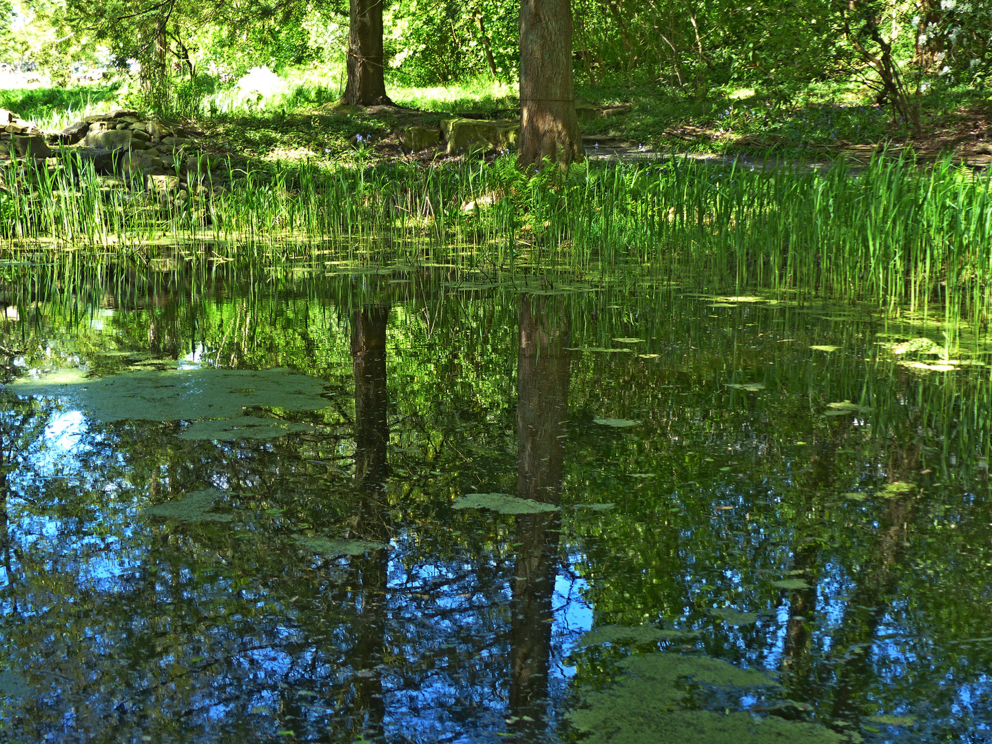 Teich im Grünen