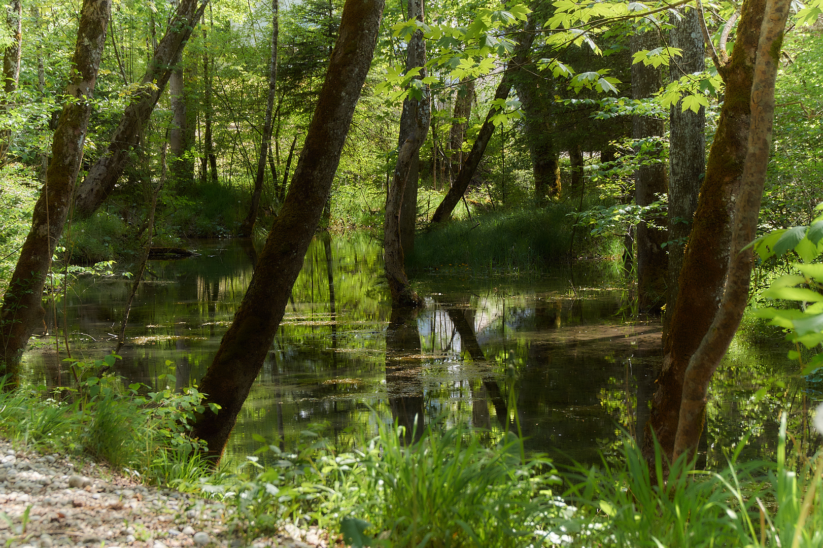 Teich im Grünwalder Forst Foto & Bild teich, natur, landschaft Bilder