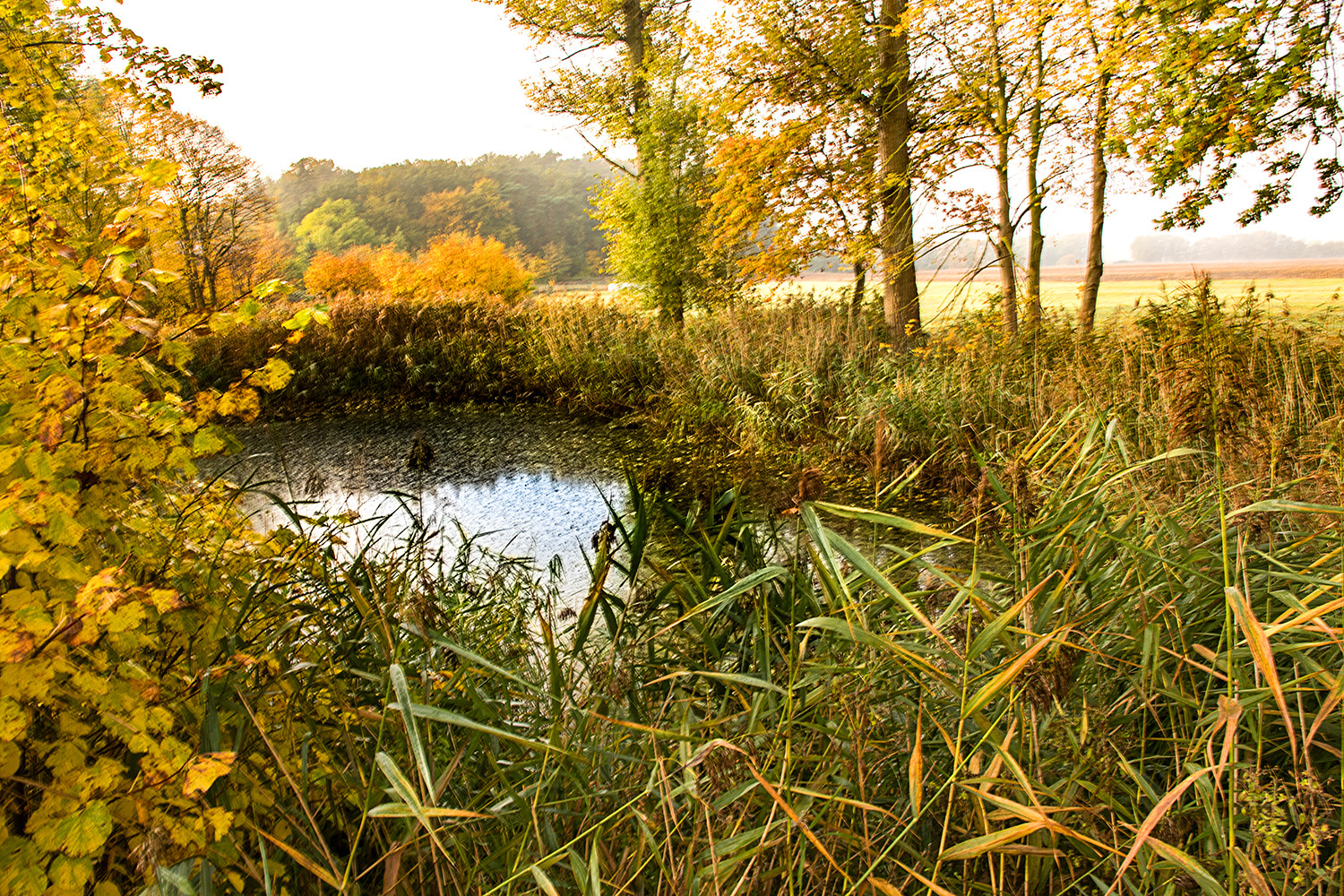 Teich im Herbst Foto & Bild bäume, teich, natur Bilder auf