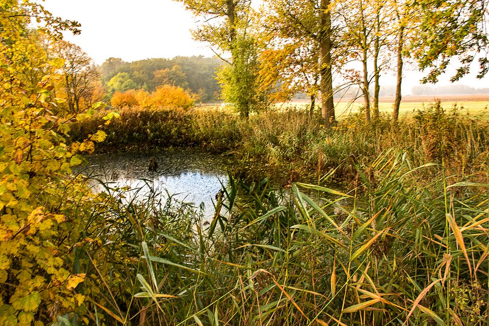 Teich im Herbst Foto & Bild bäume, teich, natur Bilder auf