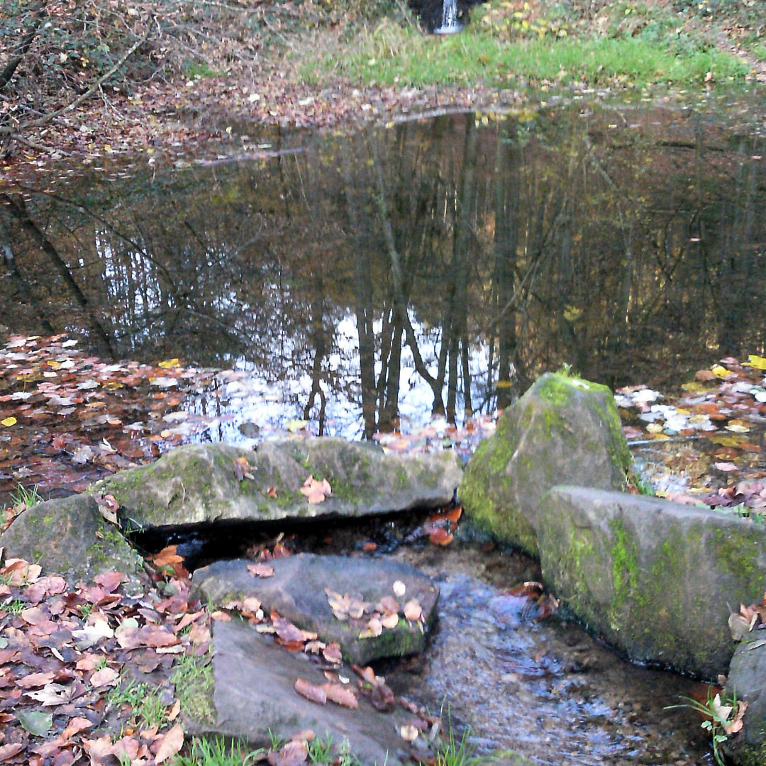 Teich im Herbst